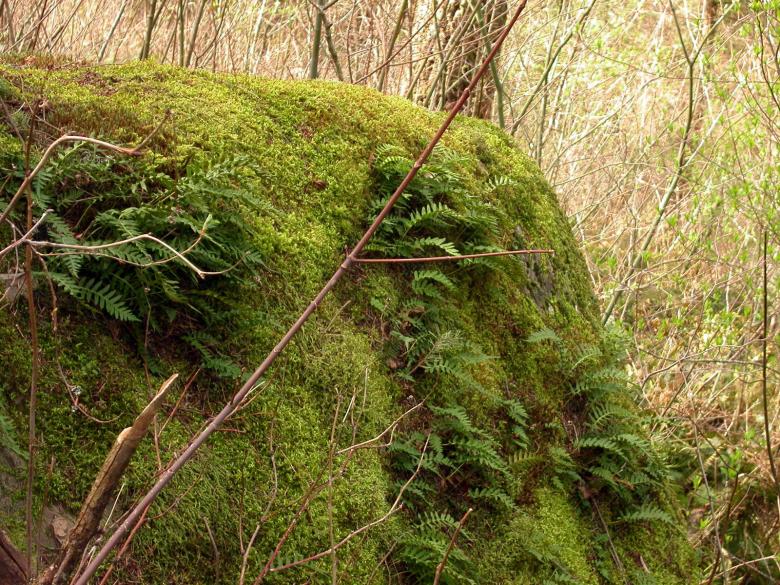 Free stock image of Moss and trees created by collin votrobeck