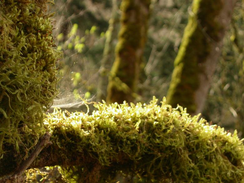 Free stock image of Moss and trees created by collin votrobeck