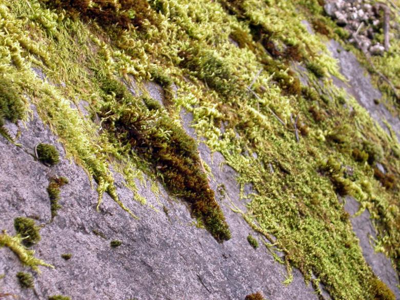 Free stock image of Moss on rocks created by collin votrobeck