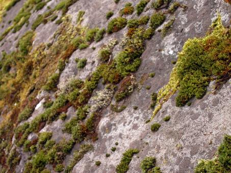 Moss on rocks - Free Stock Photo