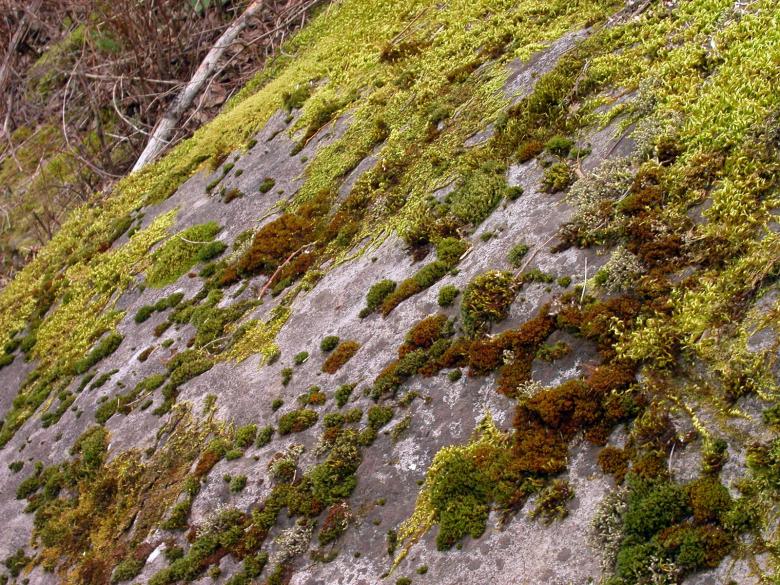 Free stock image of Moss on rocks created by collin votrobeck