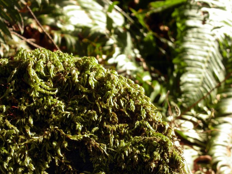Free stock image of Green moss created by collin votrobeck