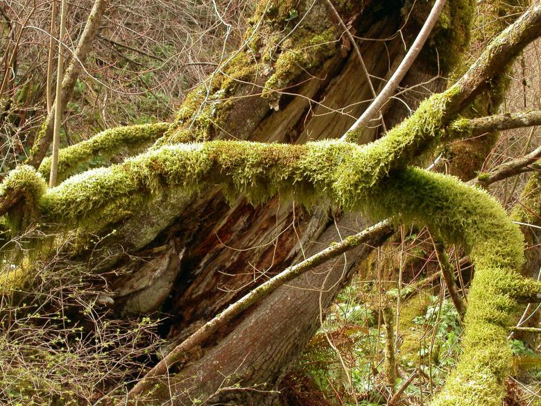 Free stock image of Moss grown tree created by collin votrobeck