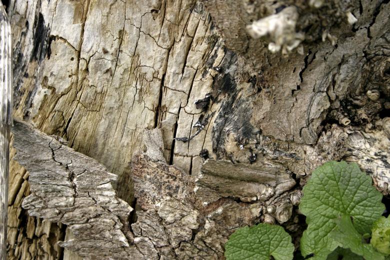 Free stock image of Tree bark created by Bjorgvin