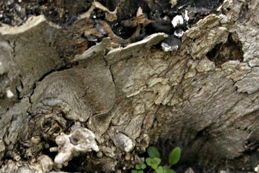 Free Stock Photo of Tree bark