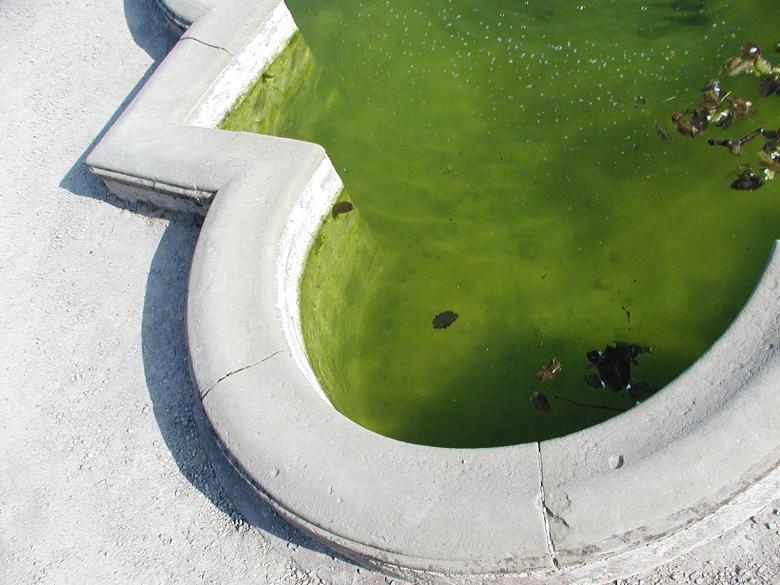 Free stock image of Green poddle created by sn4tch