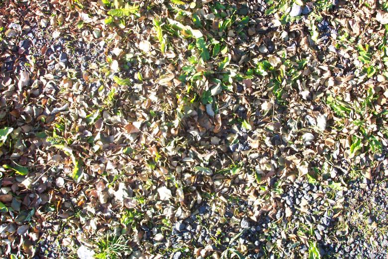 Free stock image of Ground Texture created by Bjorgvin