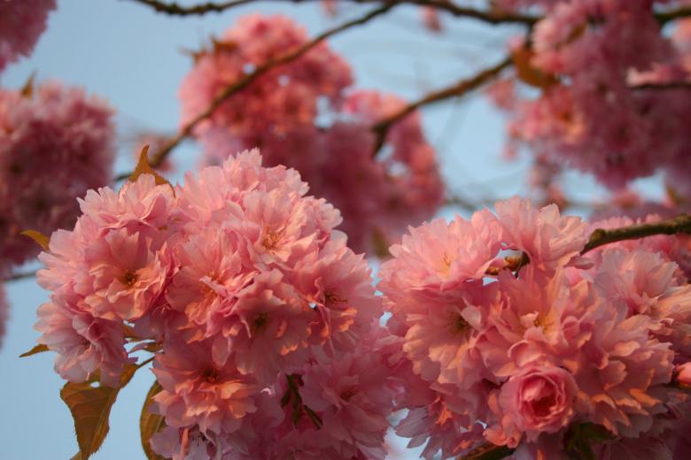 Free stock image of Pink roses created by Bjorgvin