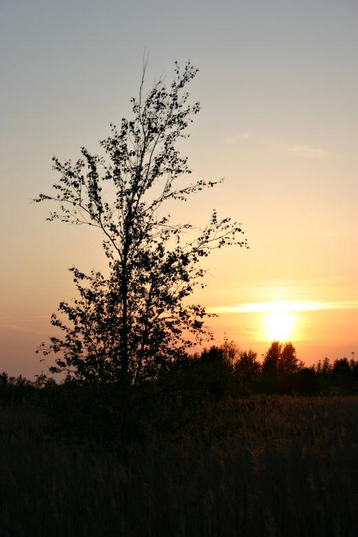 Free stock image of Tree created by Bjorgvin