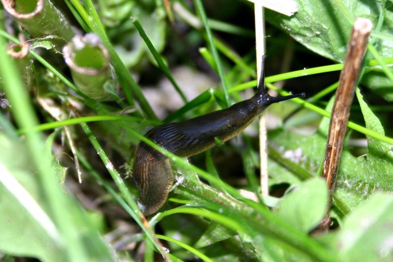 Free stock image of Slug created by raymond henry