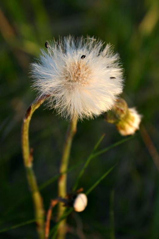 Free stock image of Furry flower created by Bjorgvin
