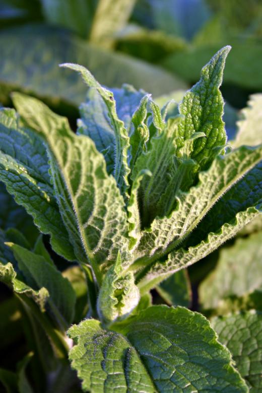 Free stock image of Plant closeup created by Bjorgvin