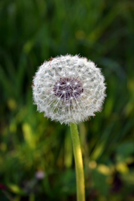 Free stock image of Dandelion created by Bjorgvin