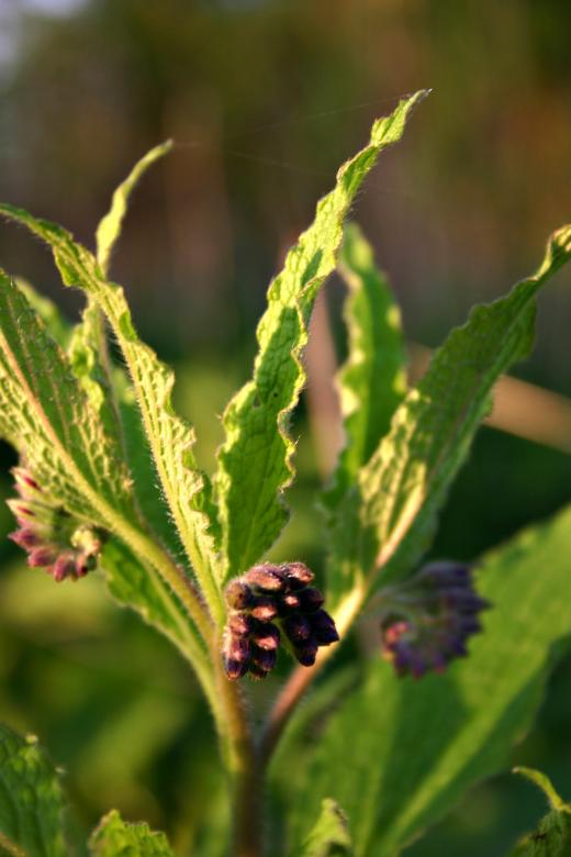 Free stock image of Green flowers created by Bjorgvin