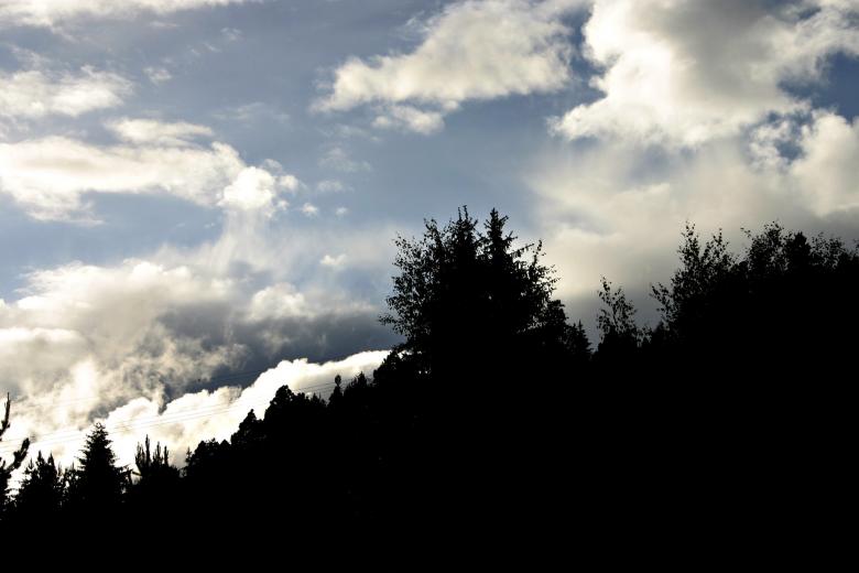 Free stock image of Trees against a cloudy sky created by Bjorgvin