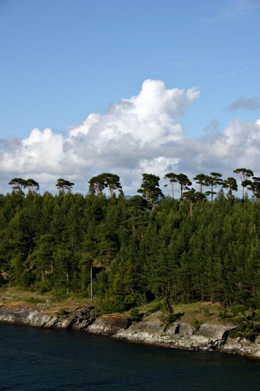 Free stock image of Trees by the fjord created by Bjorgvin