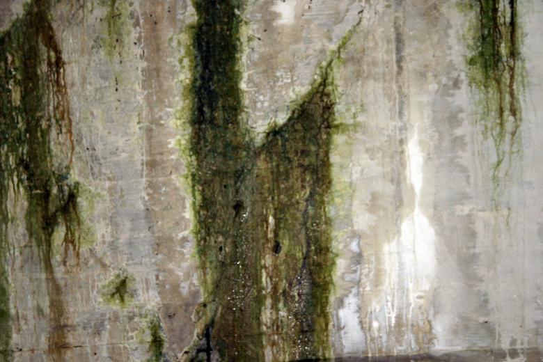 Free stock image of Slimy green concrete wall created by Bjorgvin