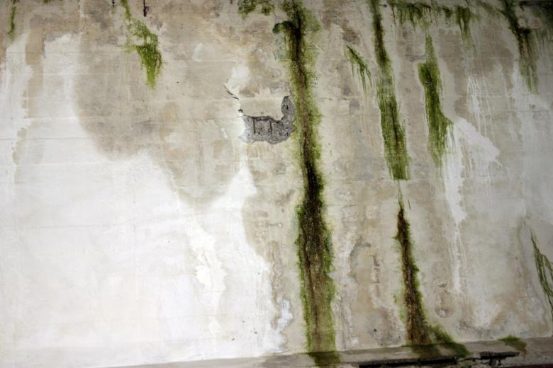 Free stock image of Green slimy concrete wall created by Bjorgvin