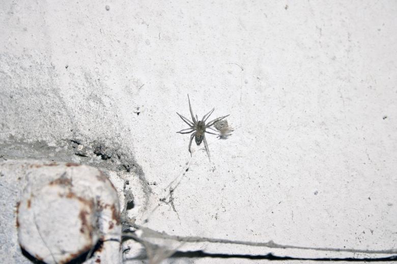 Free stock image of Small spider created by Bjorgvin