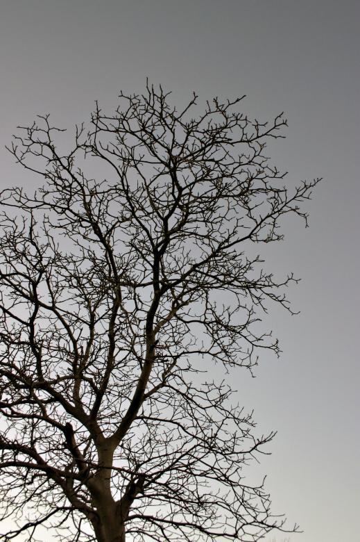 Free stock image of Tree against the sky created by Bjorgvin