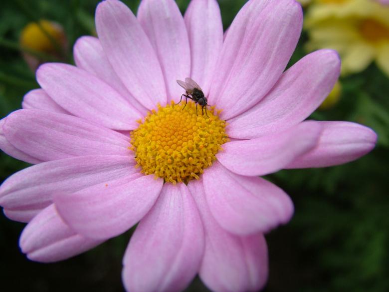 Free stock image of Purple flower created by ole kristen johansen