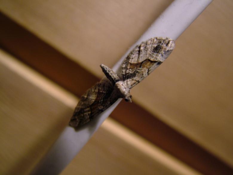 Free stock image of Moth created by ole kristen johansen