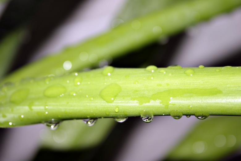 Free stock image of Wet green plant created by Bjorgvin