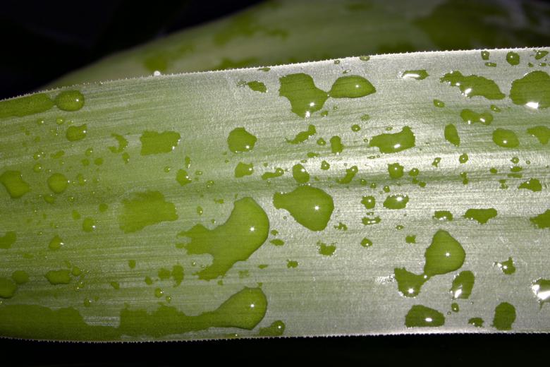 Free stock image of Water drops on green plant created by Bjorgvin