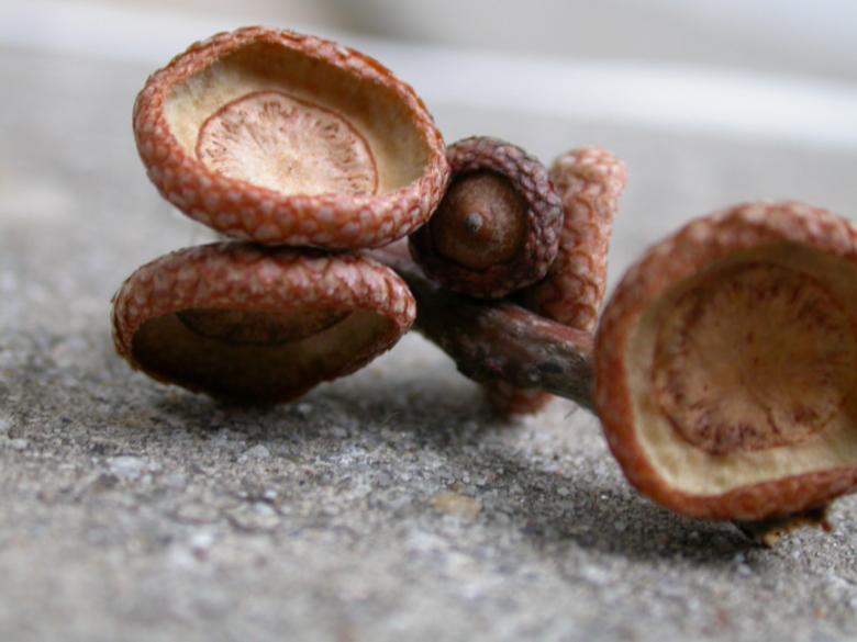 Free stock image of Mushrooms created by raymond henry