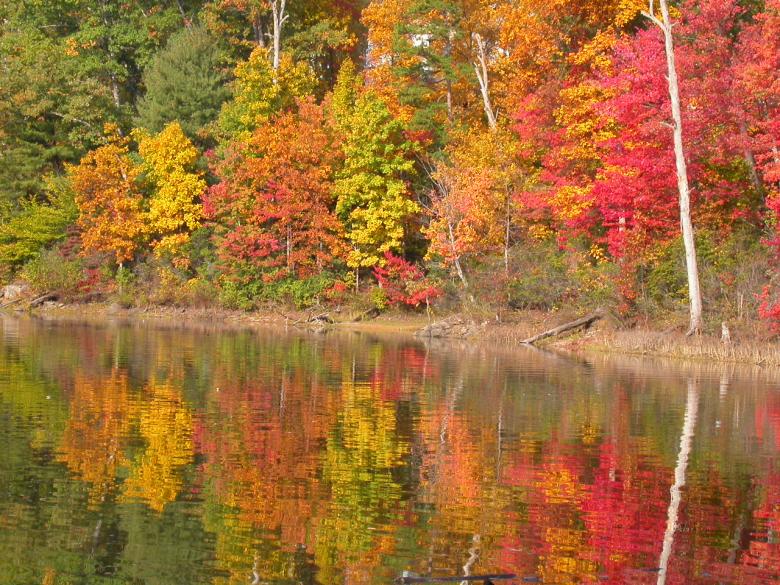 Free stock image of Trees reflecting in water created by raymond henry