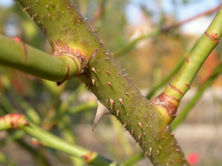 Free stock image of Thorns on a stalk created by raymond henry