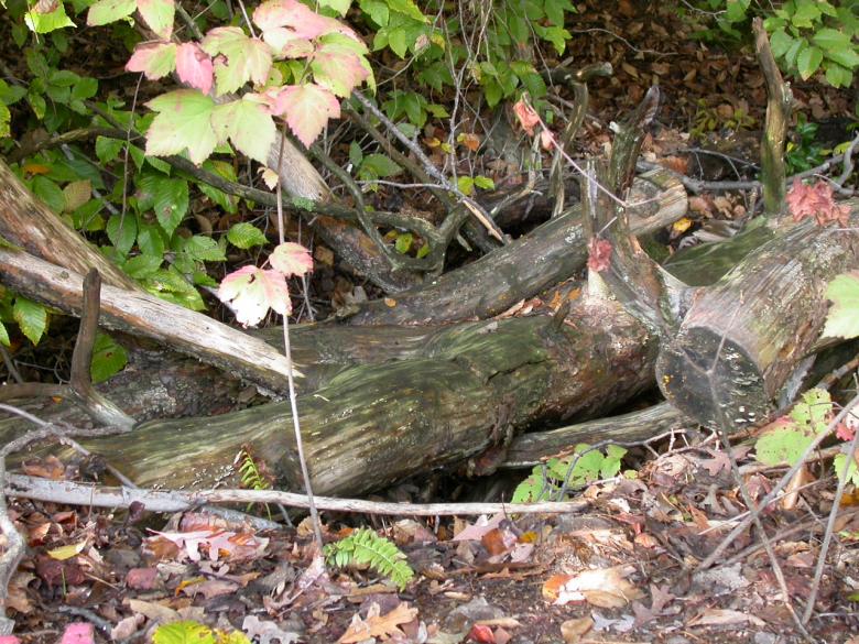 Free stock image of Treestumps in the woods created by raymond henry