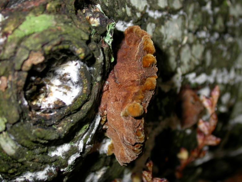 Free stock image of Fungus created by raymond henry