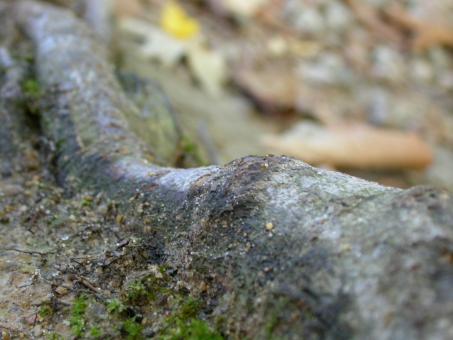 Free Stock Photo of Wood texture