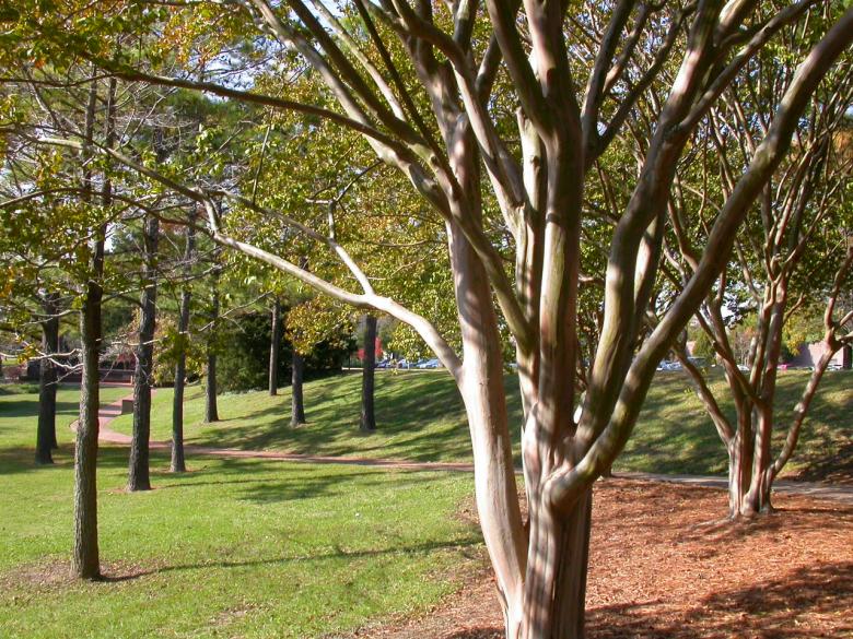 Free stock image of Trees in the park created by raymond henry