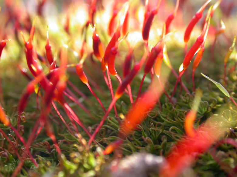 Free stock image of Red Flowers created by raymond henry