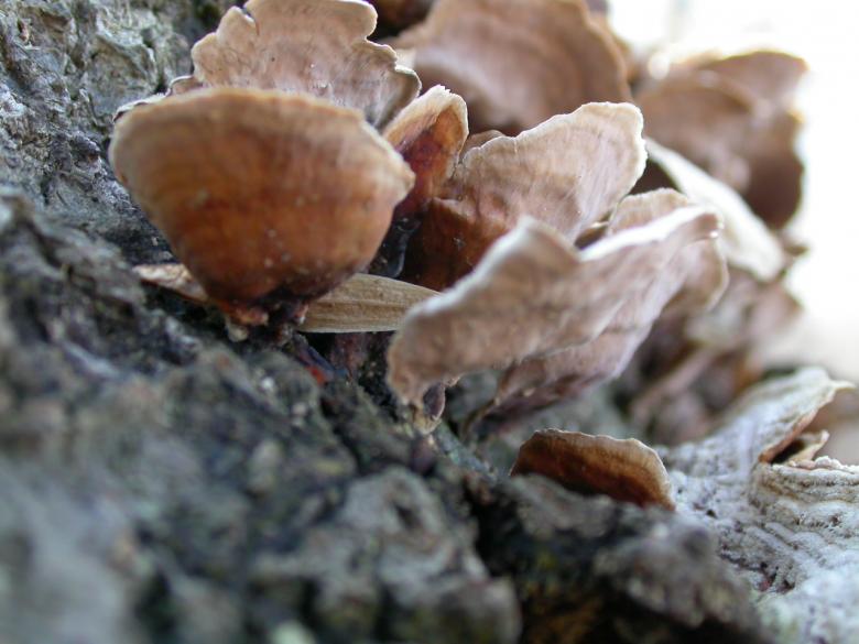 Free stock image of Fungus created by raymond henry