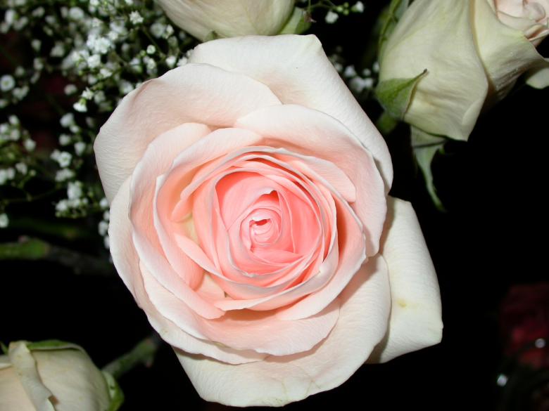 Free stock image of Pink and white rose created by raymond henry