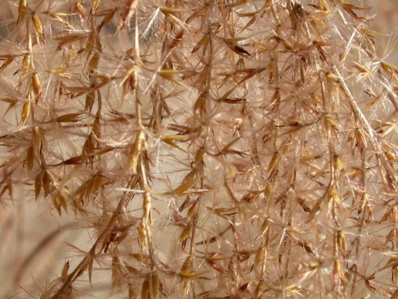 Free stock image of Plant seeds created by raymond henry