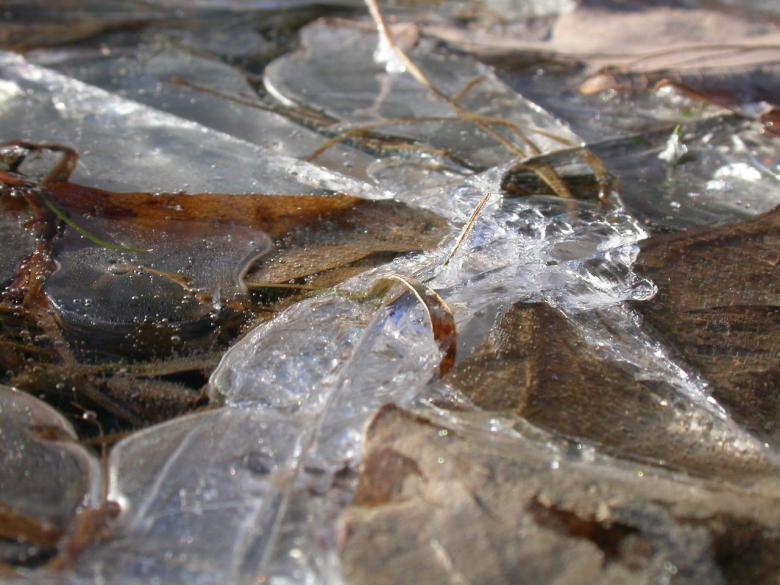 Free stock image of Frozen leafs created by raymond henry