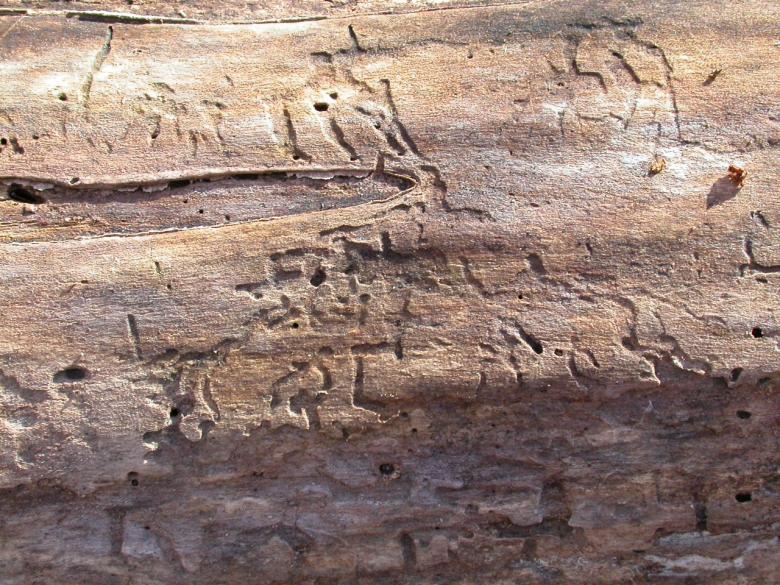 Free stock image of Cracked wood texture created by raymond henry