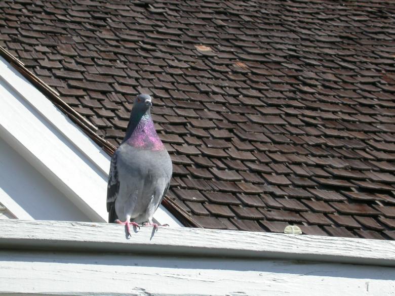 Free stock image of Pigeon created by raymond henry