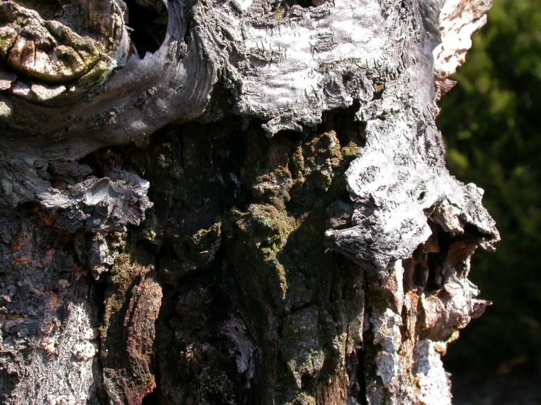 Free stock image of Wood texture created by raymond henry