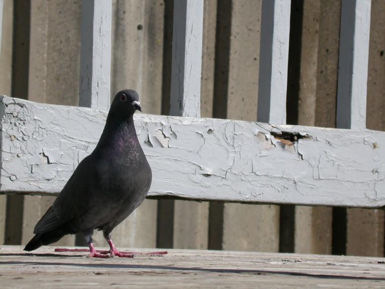 Free stock image of Pigeon created by raymond henry