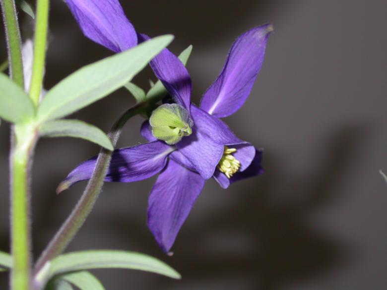 Free stock image of Purple flower created by raymond henry