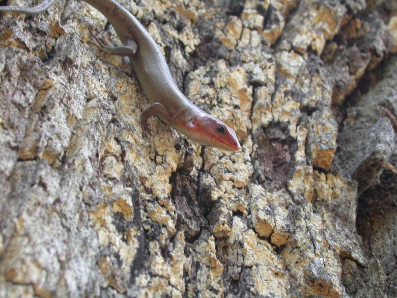 Free stock image of Lizard created by raymond henry