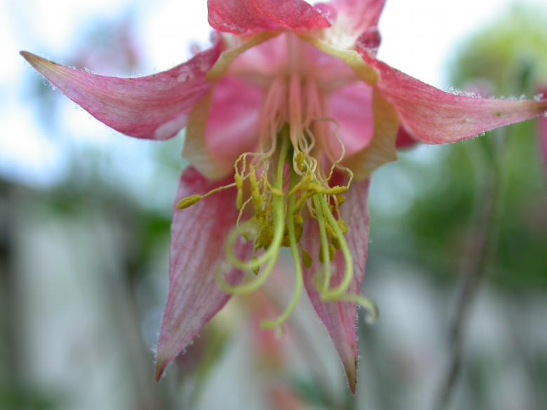 Free stock image of Pink flower closeup created by raymond henry