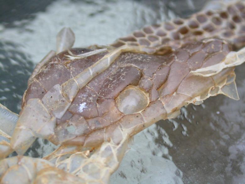 Free stock image of Snake skin created by raymond henry