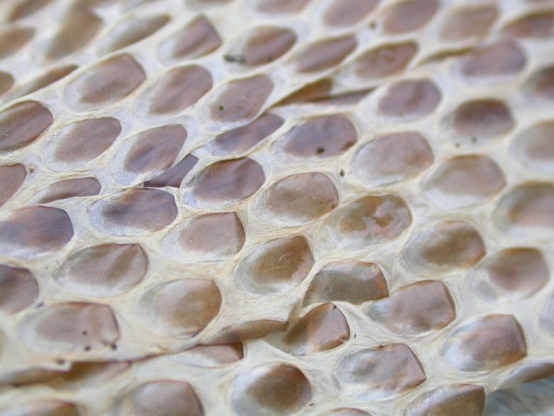 Free stock image of Snake skin created by raymond henry