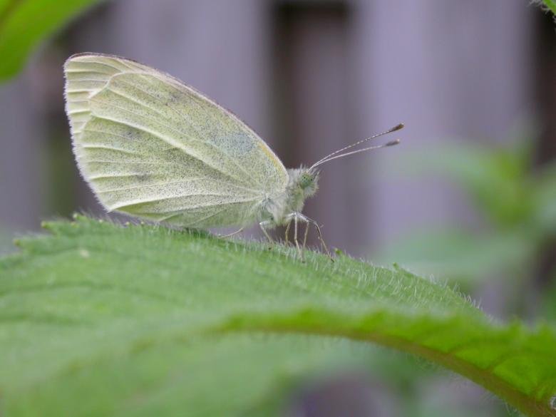 Free stock image of White spotted butterfly created by raymond henry